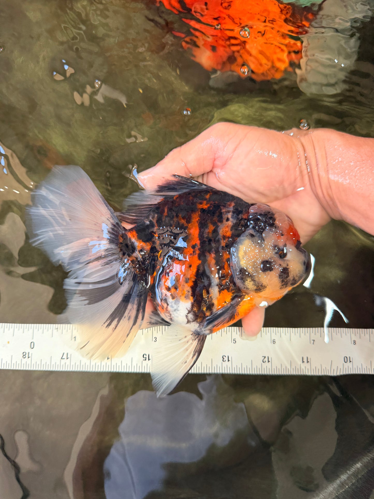 AAA Grade Special Sanke Calico Oranda Female 7 inches #071726OR_04