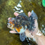 AAA Grade THICK BODY Calico Kirin Oranda Female 6 inches #080825OR_14