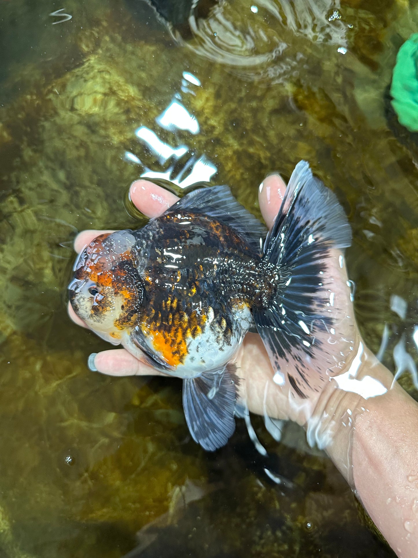 AAA Grade THICK BODY Calico Kirin Oranda Female 6 inches #080825OR_14
