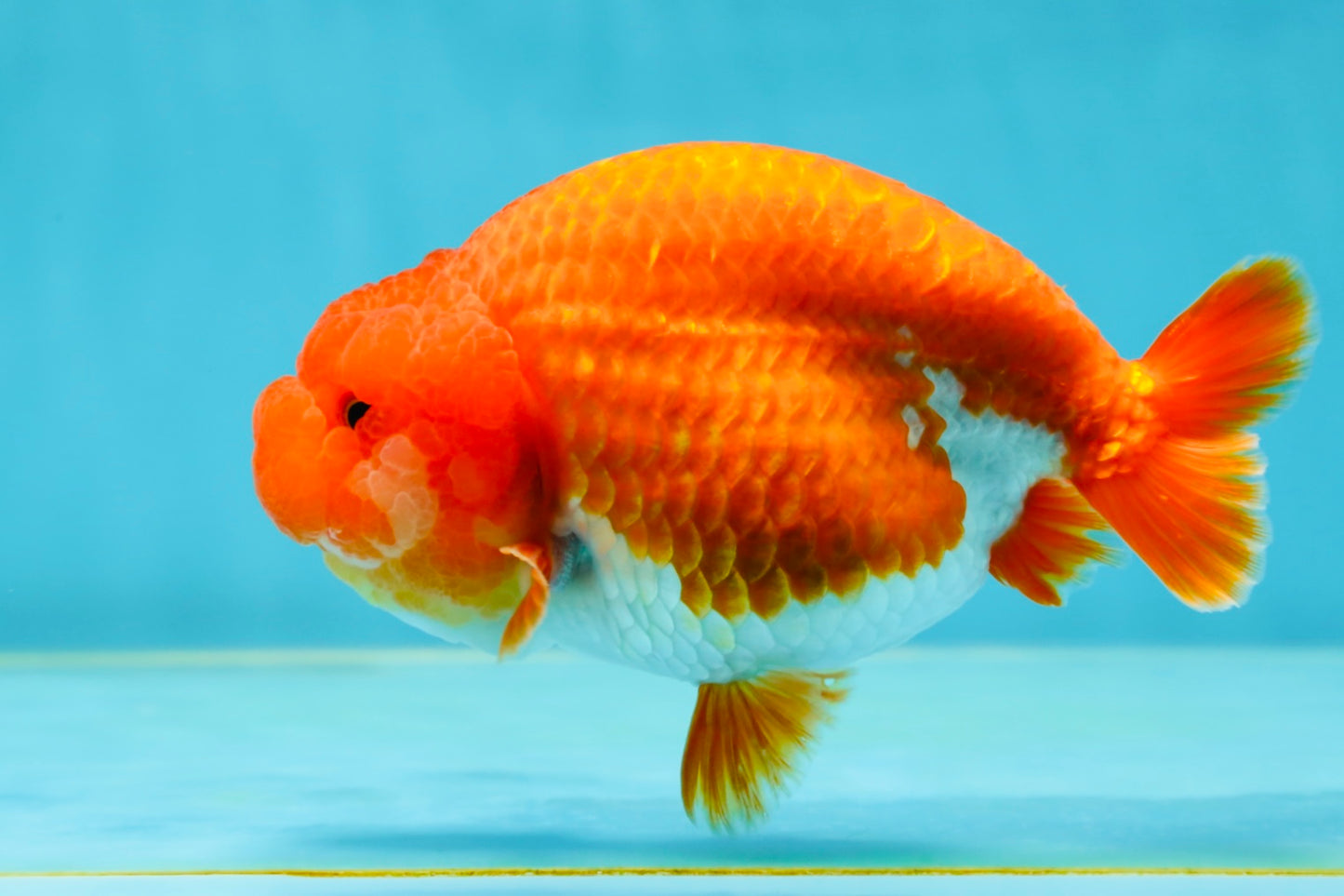 AAA Grade Cherry Red White LionQueen 5 inches #050925LC_16