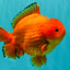 PUMPKIN AAA Grade Red Yuanbao Male 6 inches #101626YB_29
