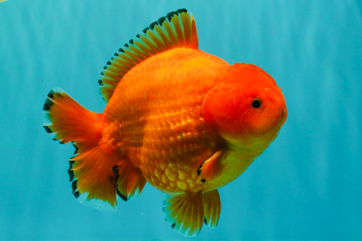 PUMPKIN AAA Grade Red Yuanbao Male 6 inches #101626YB_29