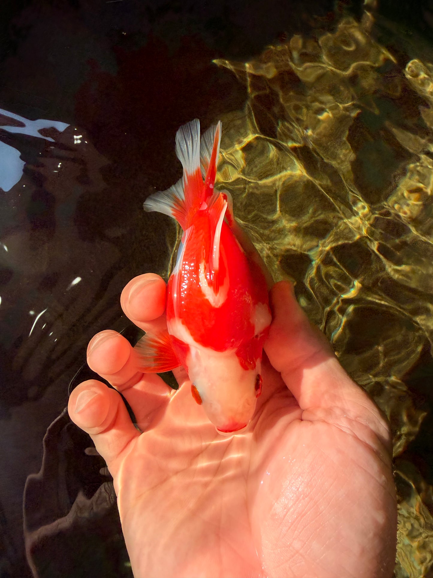 AAA Grade Red White Ryukin Female 4-4.5 inches #030626RK_16