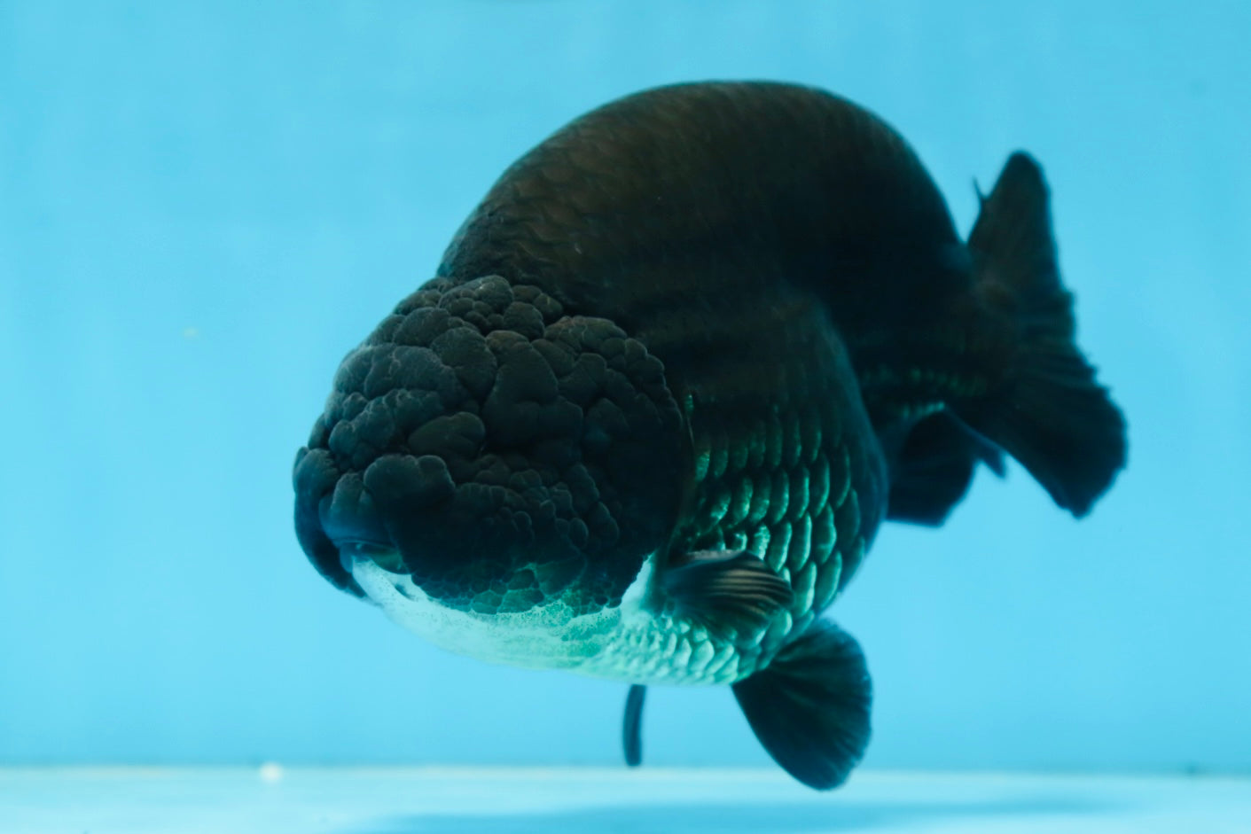 AAA Grade SPECIAL Kingkong Black Ranchu Male 5.5-6 inches #091225RC_03