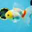 Red White Oranda Female 5.5 inches #111425OR_18