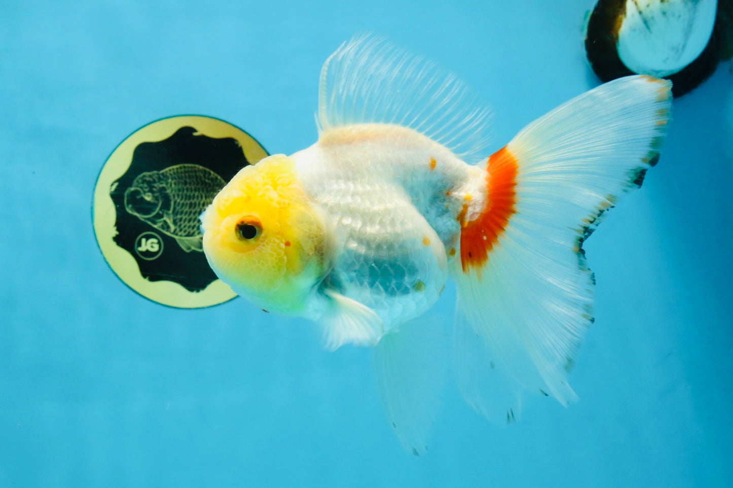 Red White Oranda Female 5.5 inches #111425OR_18