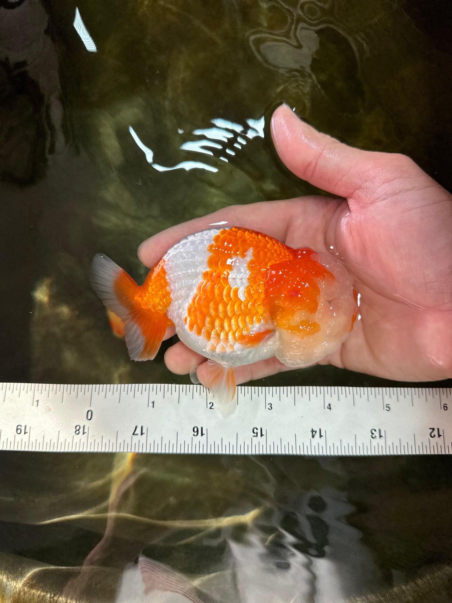 Special A Grade Chonky Kohaku LionQueen 4.5 inches #050225LC_16