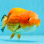 Orange Lionchu Female 4.5 inches #0927LC_35