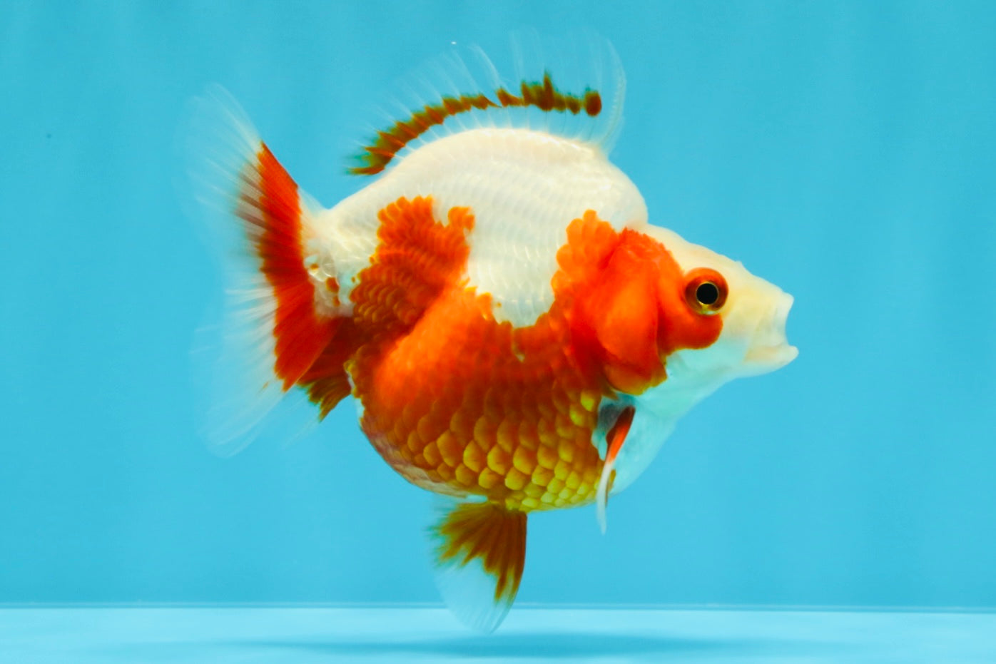 A Grade Red White Ryukin Female 4 inches #022026RK_11