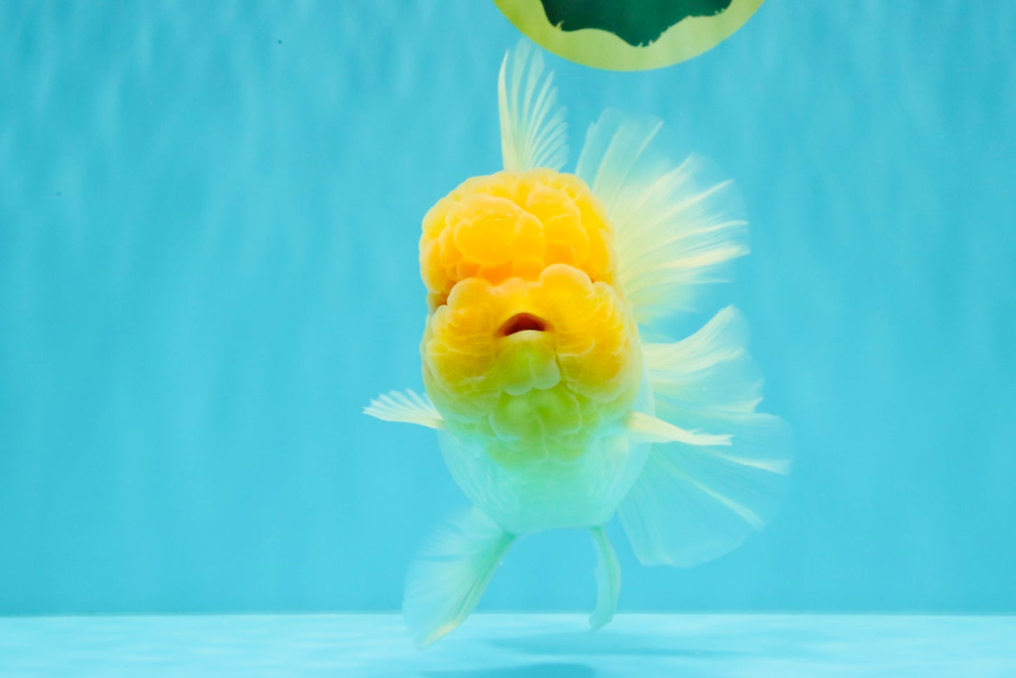 AAA Grade White Oranda Female 7-7.5 inches #032026OR_03