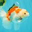 SPECIAL A Grade Red White Oranda Male 6-6.5 inches #051526OR_02