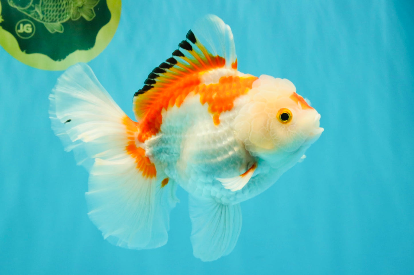 SPECIAL A Grade Red White Oranda Male 6-6.5 inches #051526OR_02