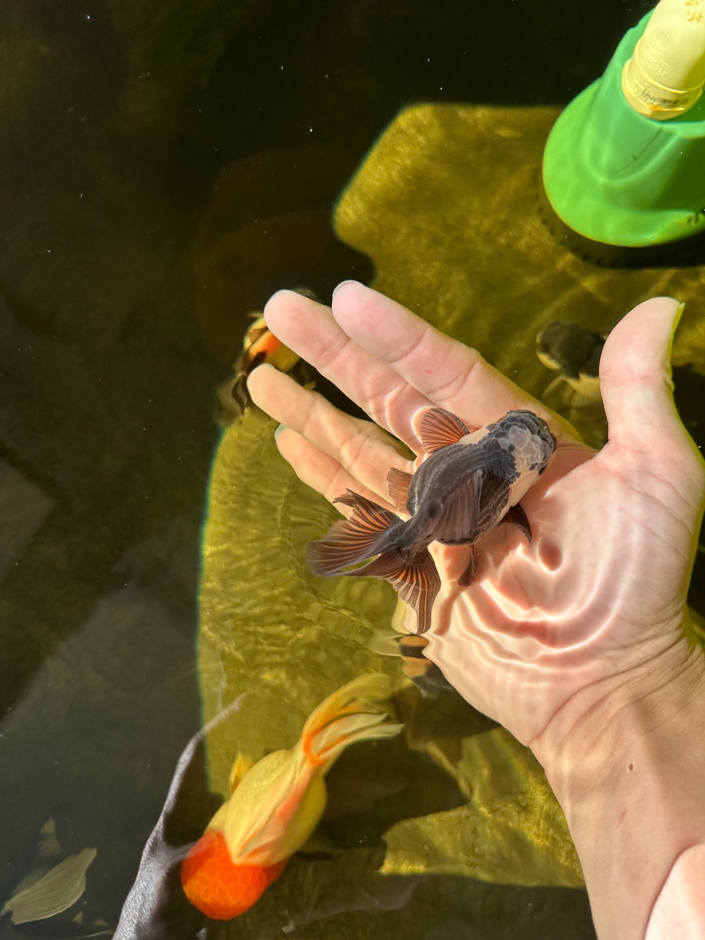 Panda Oranda Male 3-3.5 inches #1018OR_13