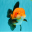 CHUBBY AAA Grade Apache Oranda Male 5 inches #082826OR_10
