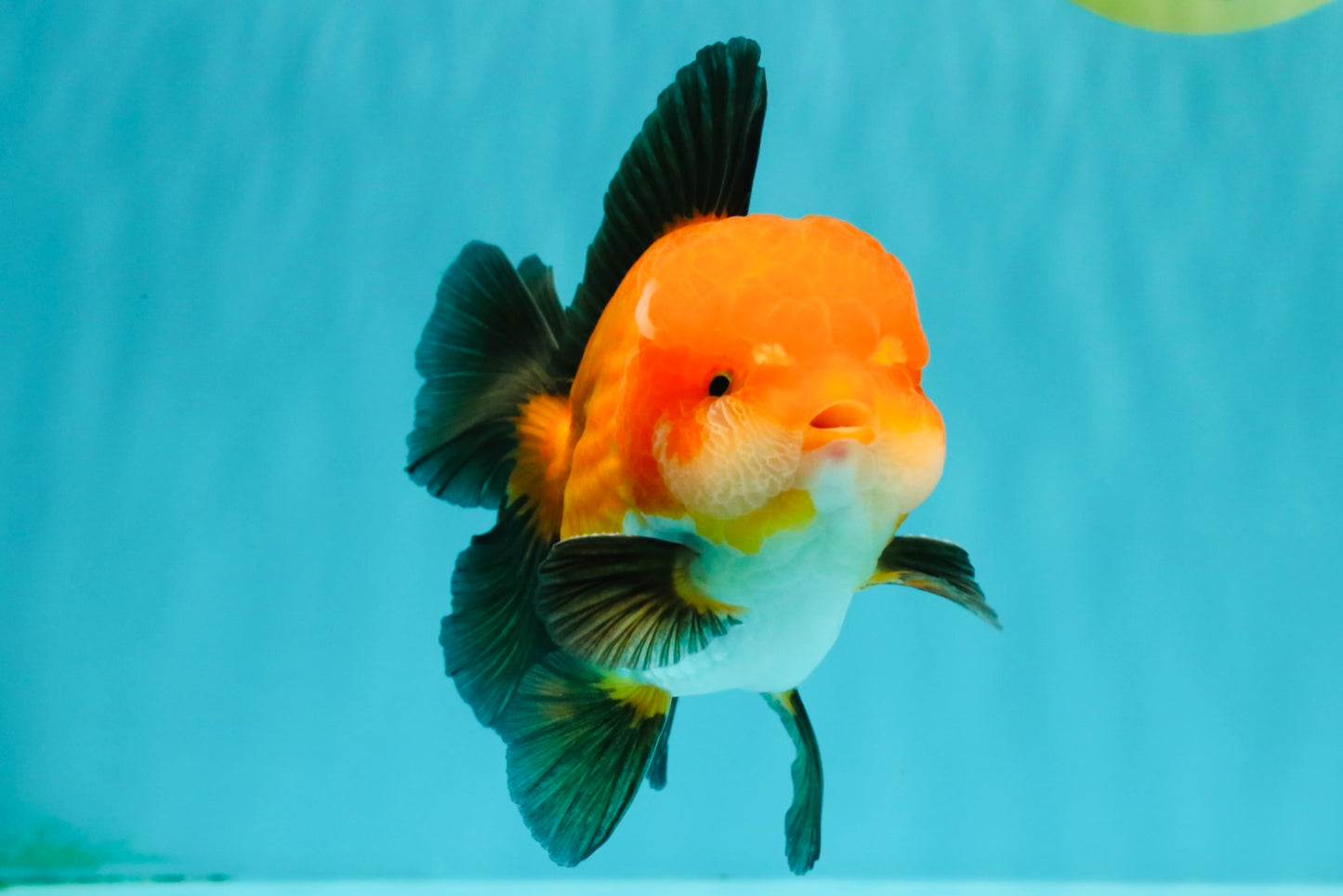 CHUBBY AAA Grade Apache Oranda Male 5 inches #082826OR_10