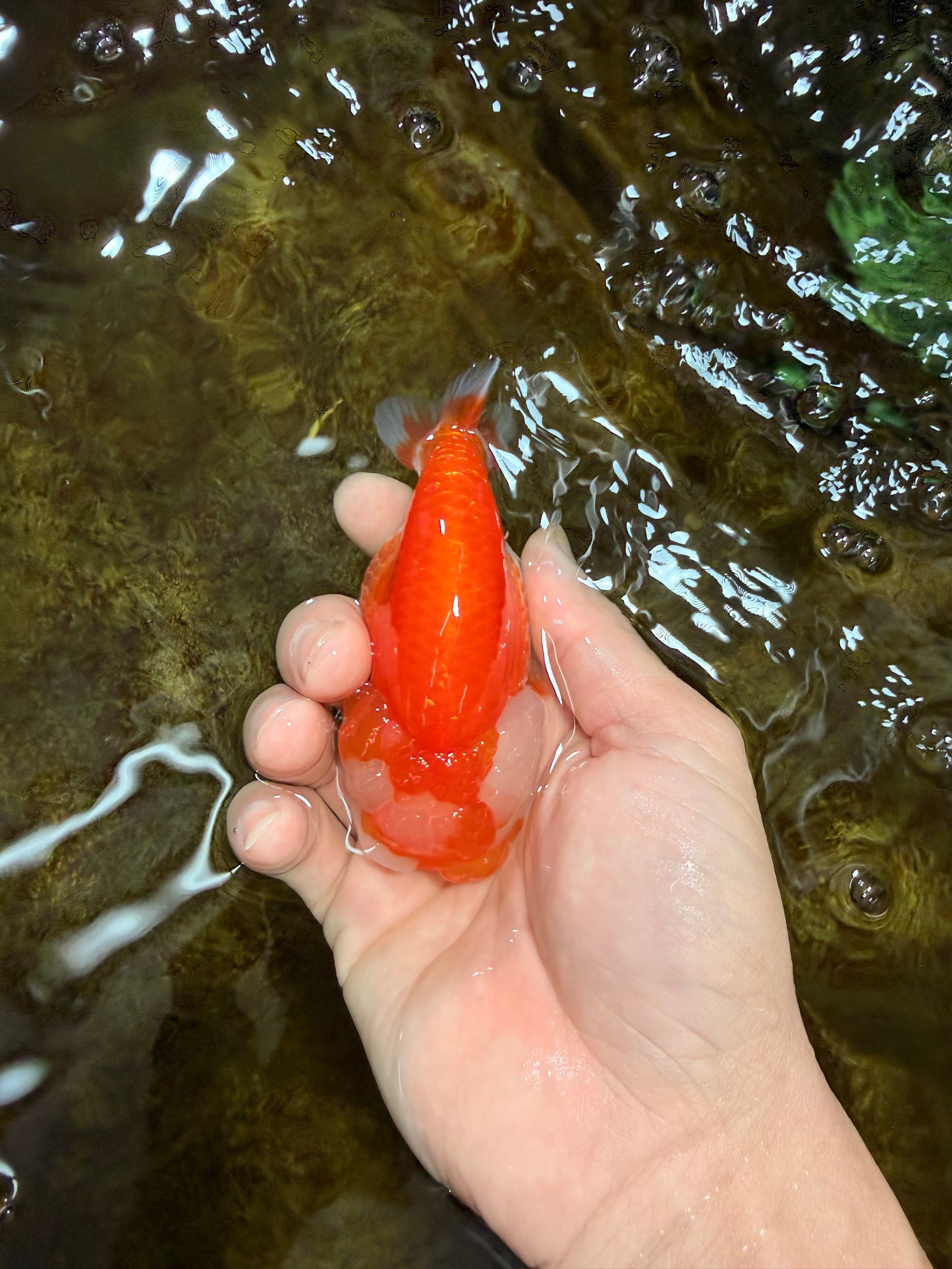 FLUFFY WEN A Grade Red White LionQueen 4 inches #112825LC_09