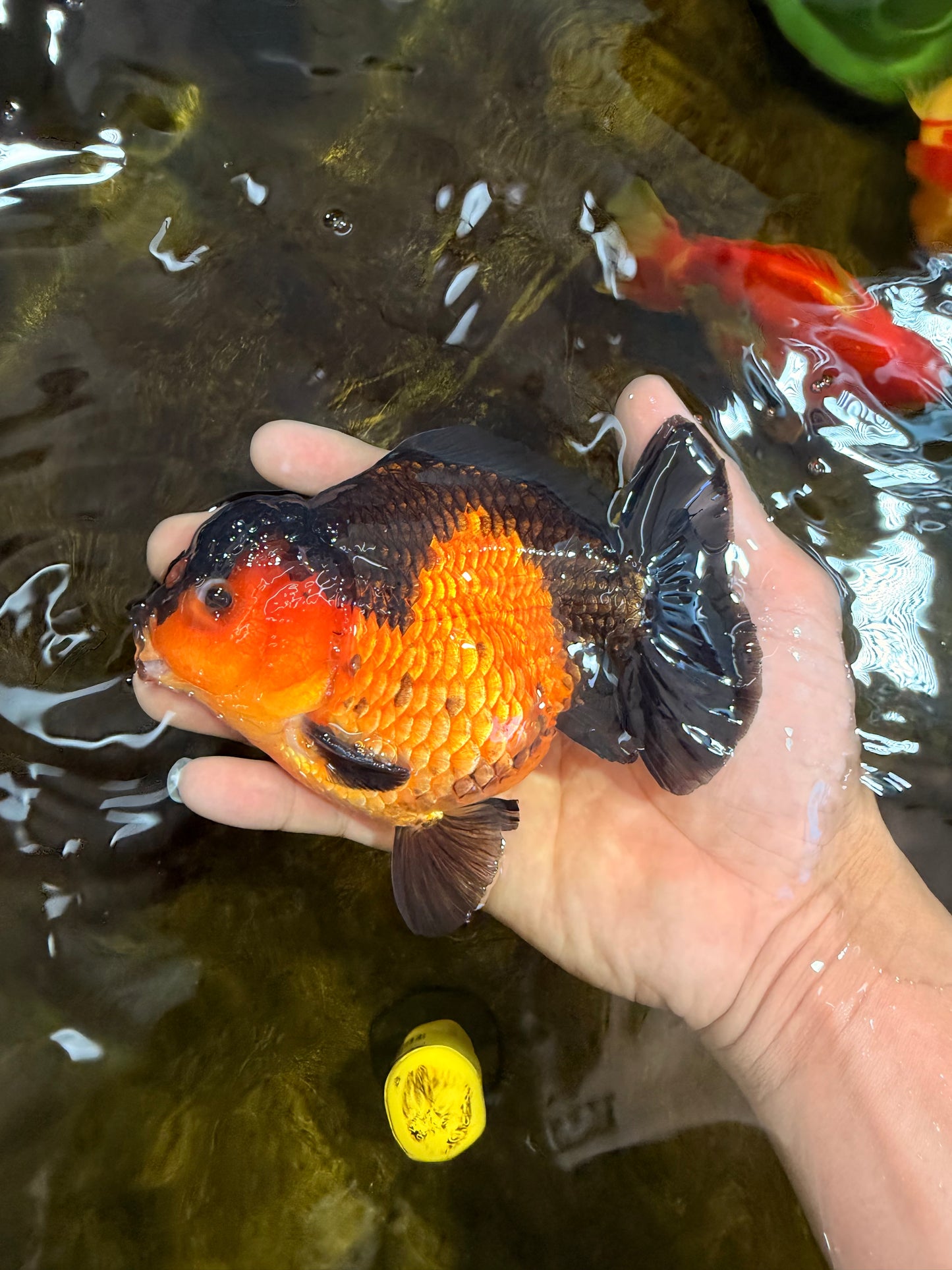 A Grade Apache Yuanbao Male 5 inches #101025YB_26