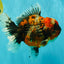 AAA Grade Calico Oranda Female 6.5-7 inches #100226OR_30