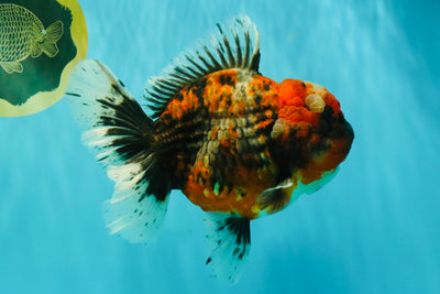 AAA Grade Calico Oranda Female 6.5-7 inches #100226OR_30