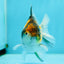 AAA Grade Snow Tiger Calico Yuanbao Male 3.5 inches #1110YB_06