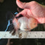 A Grade Panda Oranda Male 5 inches #110124OR_17