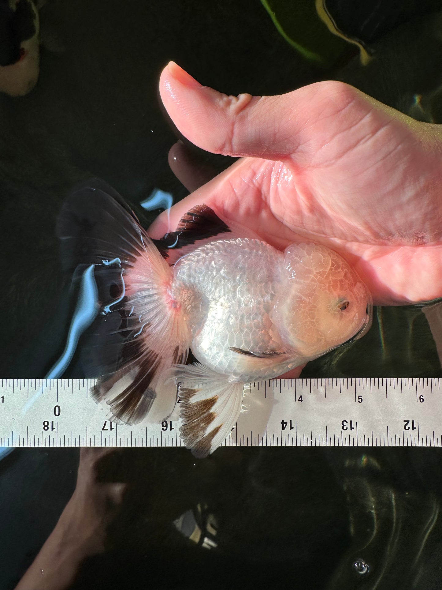 A Grade Panda Oranda Male 5 inches #110124OR_17