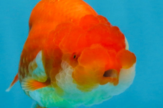 AAA Grade Red White LionQueen 4 inches #103125LC_29