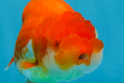 AAA Grade Red White LionQueen 4 inches #103125LC_29