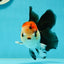 AAA Grade Special Button Eyes Tricolor Oranda Male 5 inches #110124OR_19