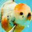 Sanke Oranda Male 5.5 inches #082826OR_04