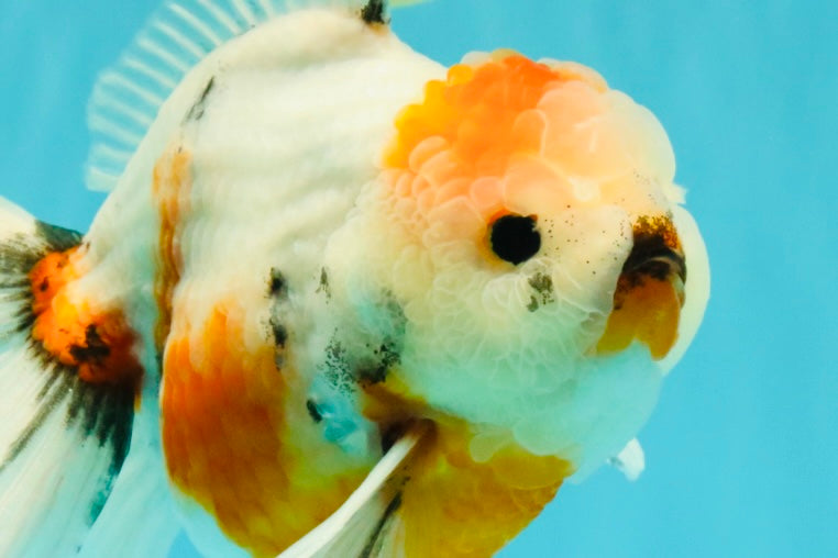 Sanke Oranda Male 5.5 inches #082826OR_04