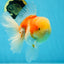 AAA Grade Godzilla Sakura Oranda Male 6 inches #053025OR_25