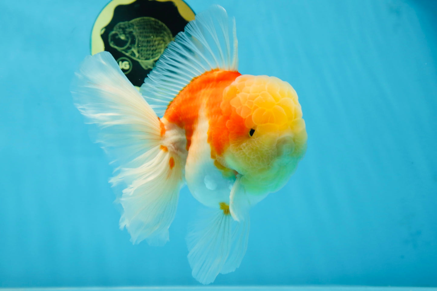 AAA Grade Godzilla Sakura Oranda Male 6 inches #053025OR_25