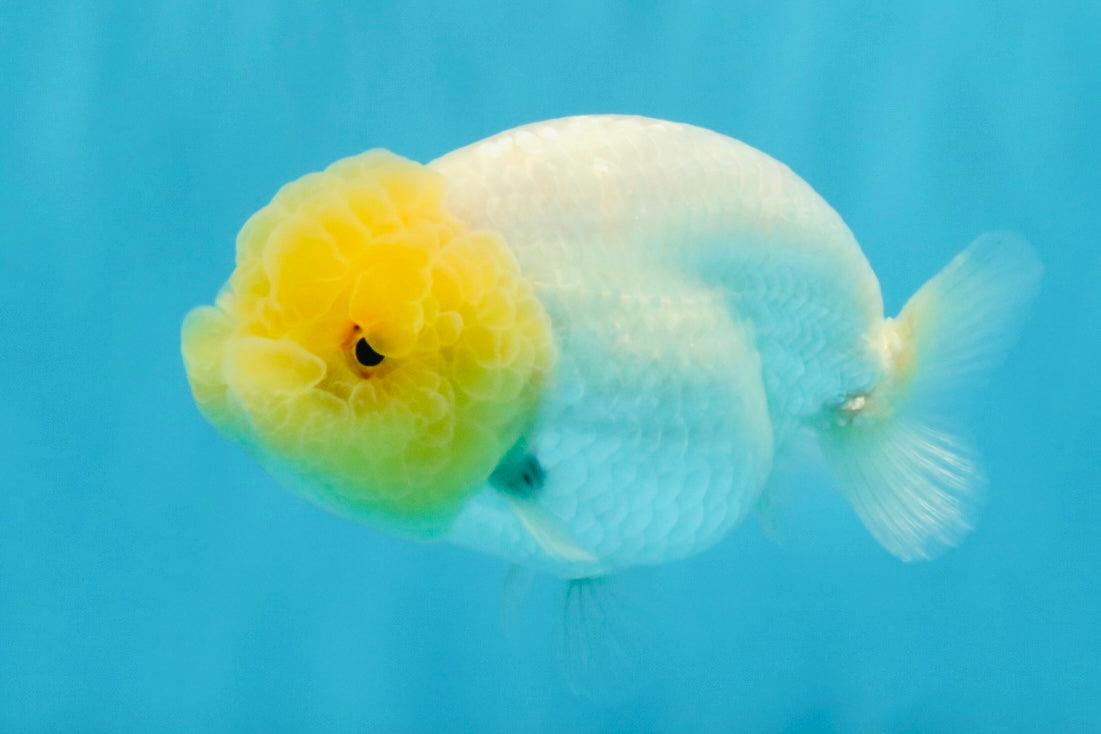 SUNNY AAA Grade Red White LionQueen 4.5 inches #032726LC_15