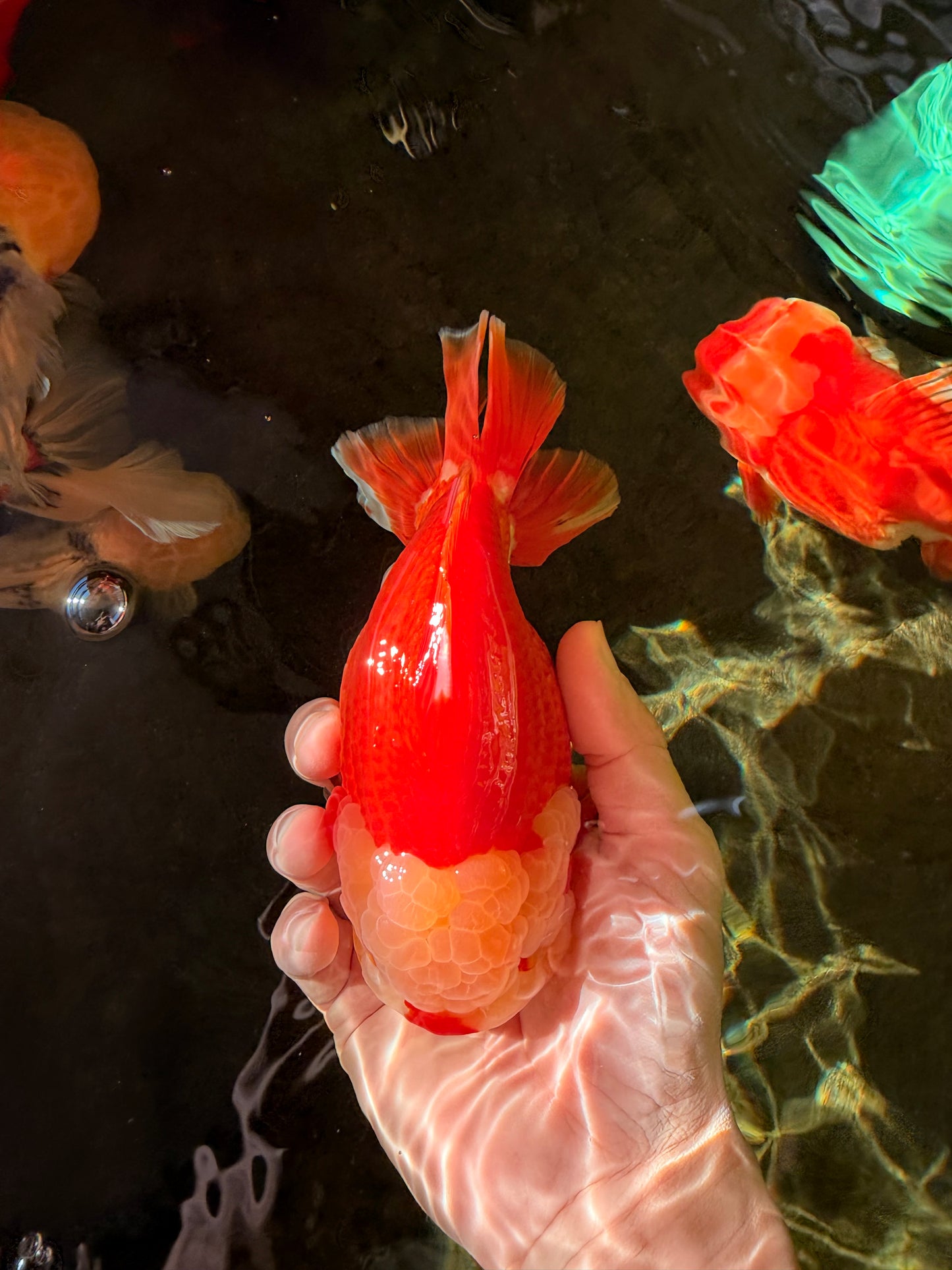 SUPER CUTE AAA Grade Godzilla Red White Yuanbao Male 6 inches #022726YB_02