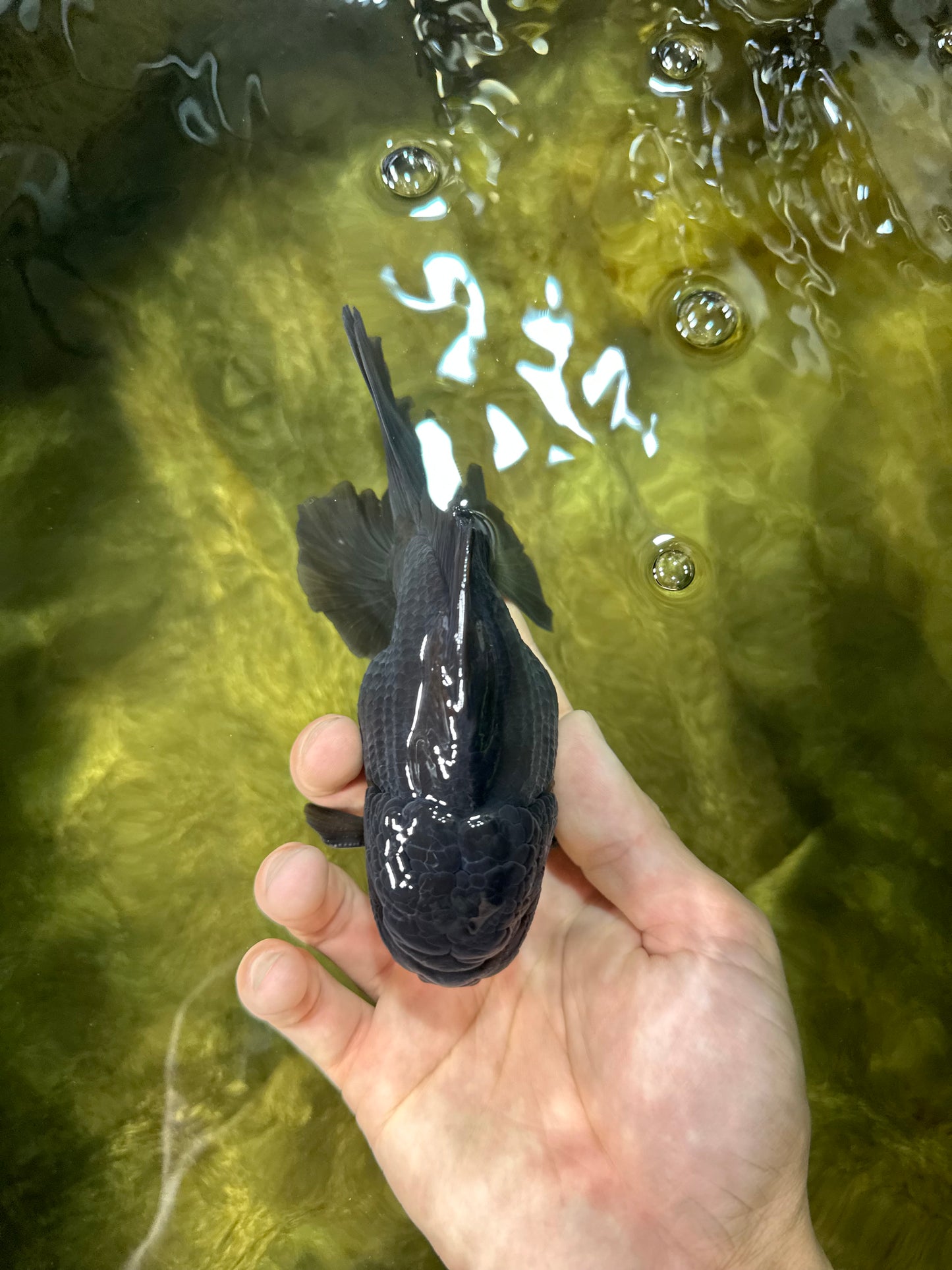 AAA Grade Young Godzilla Black Oranda Male 5.5 inches #050925OR_53