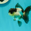 Panda Oranda Male 3-3.5 inches #1018OR_14