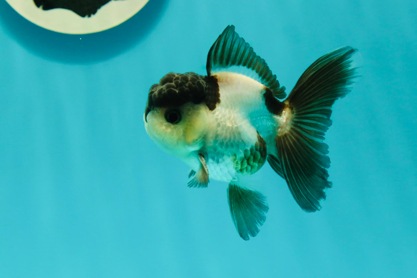 Panda Oranda Male 3-3.5 inches #1018OR_14