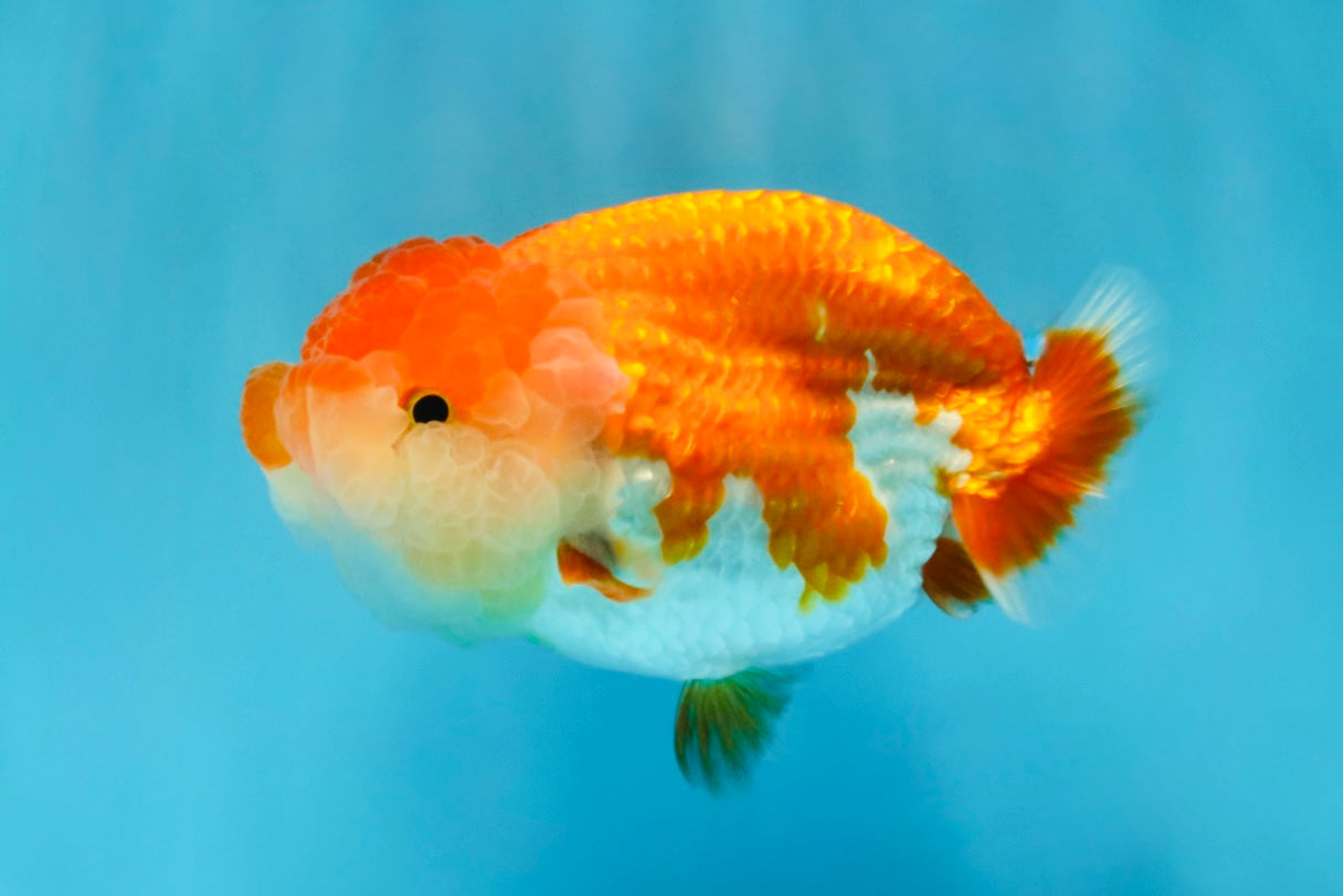 A Grade Red White LionQueen 4-4.5 inches #032726LC_14