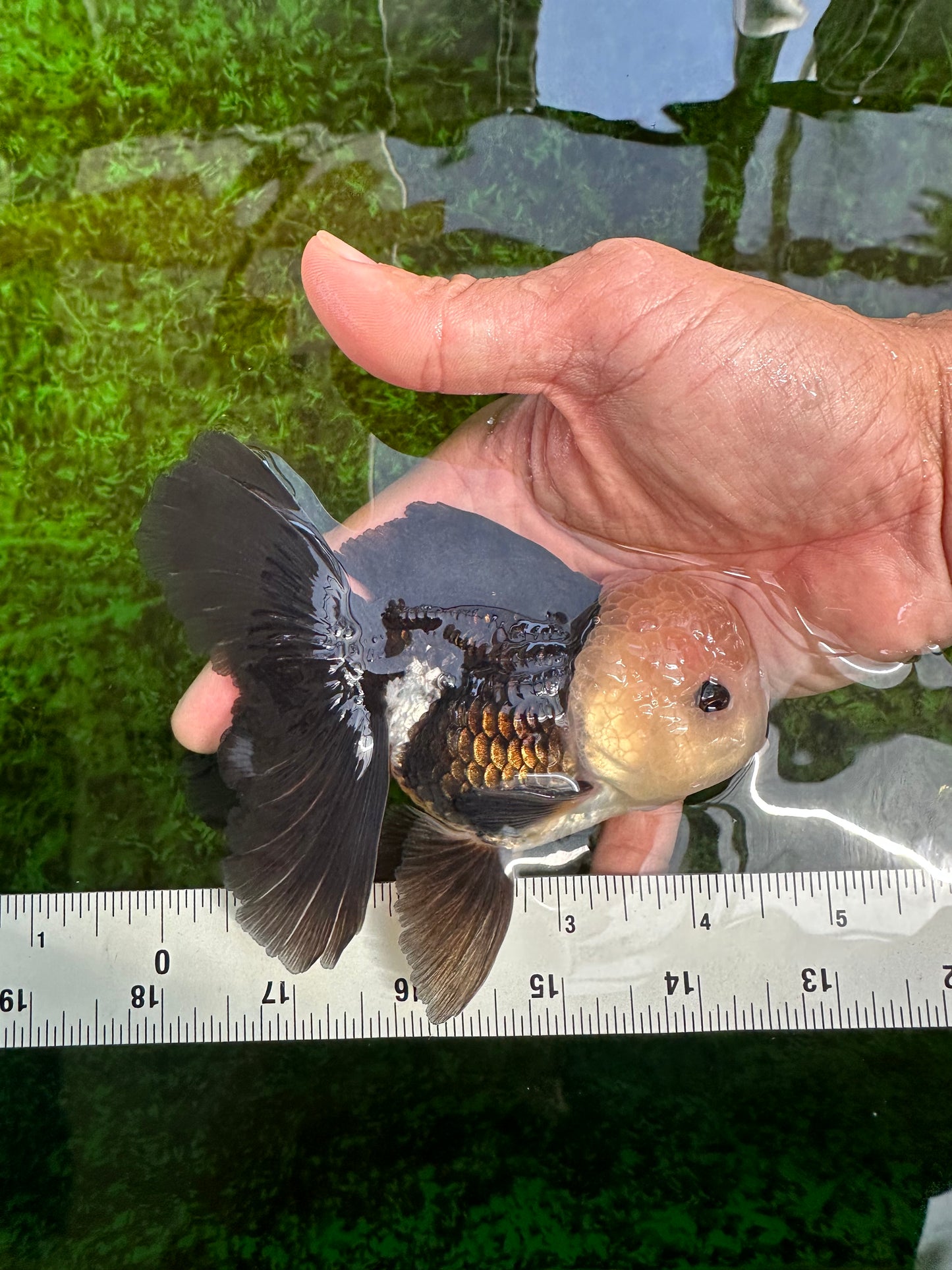 Unique AAA Grade Panda Cute Wen Button Eyes Oranda Male 4.5 inches #1004OR_39