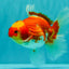 A Grade Red White Oranda Female 5.5 inches #071726OR_20
