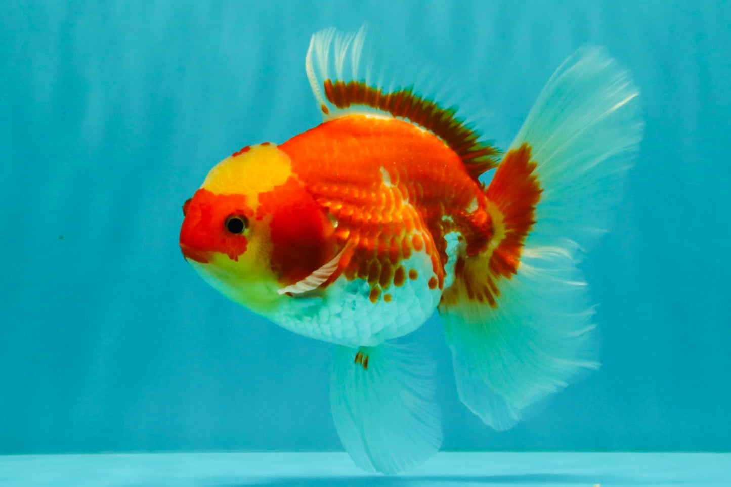 A Grade Red White Oranda Female 5.5 inches #071726OR_20