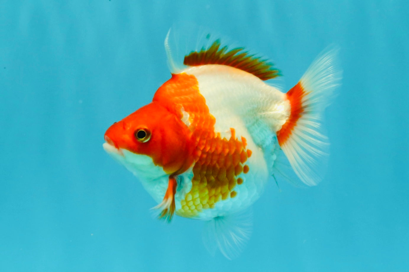 A Grade Red White Ryukin Female 4.5 inches #031326RK_32