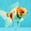 UNIQUE Calico Oranda Male 5 inches #091826OR_07