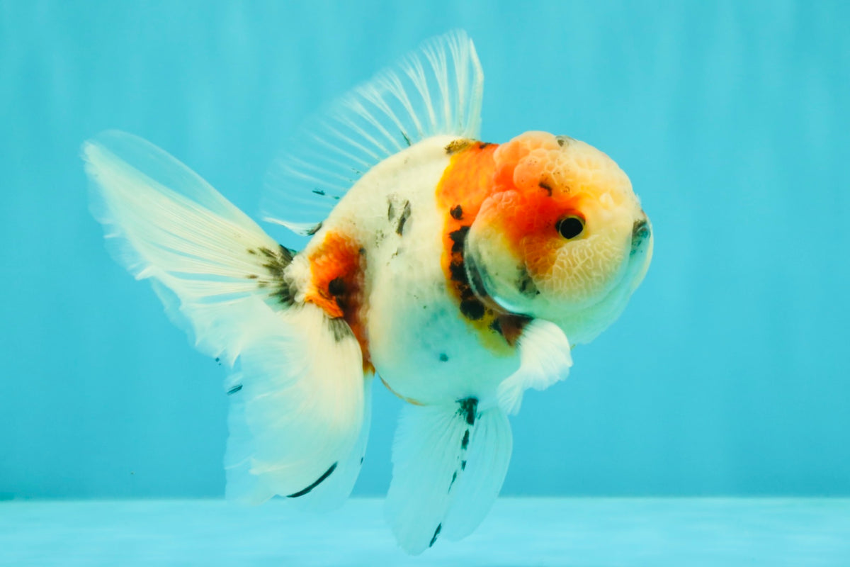 UNIQUE Calico Oranda Male 5 inches #091826OR_07