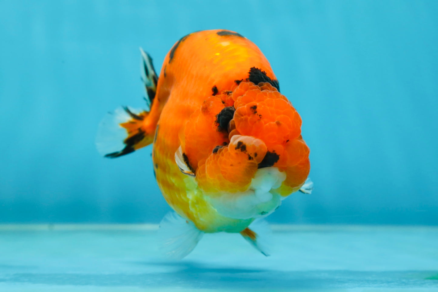 AAA Grade Cow Tiger LionKing 5 inches #050925LC_01