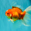 A Grade Red White Oranda Male 6.5 inches #090426OR_14