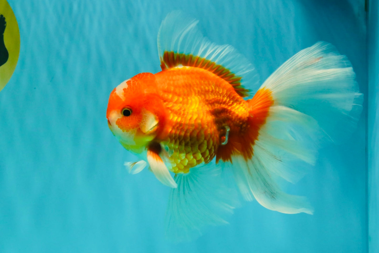 A Grade Red White Oranda Male 6.5 inches #090426OR_14