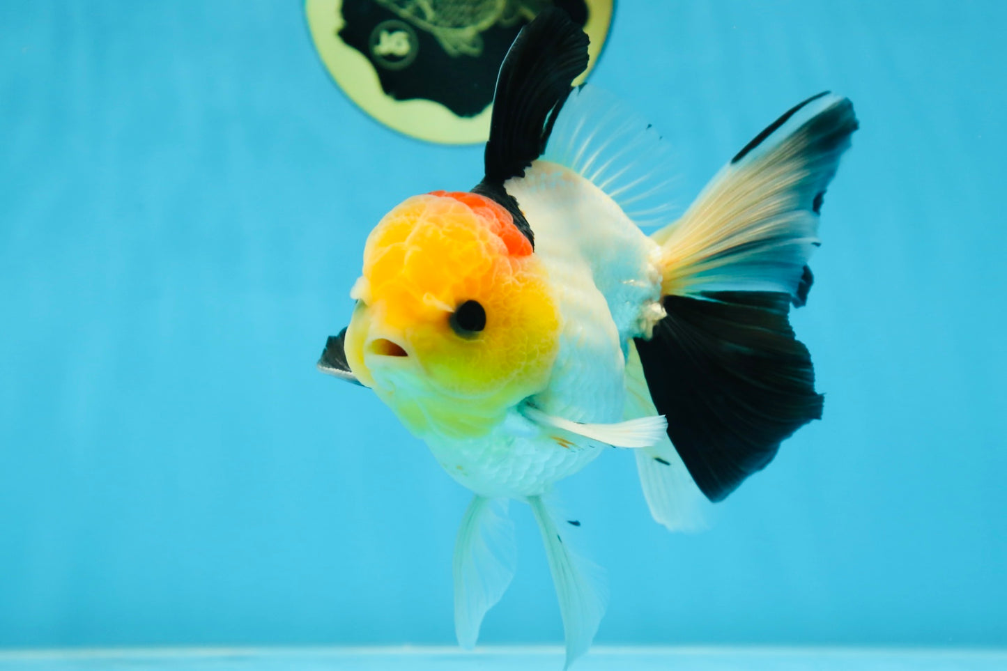 AAA Grade Special Tricolor Button Eyes Oranda Male 5 inches #080825OR_03