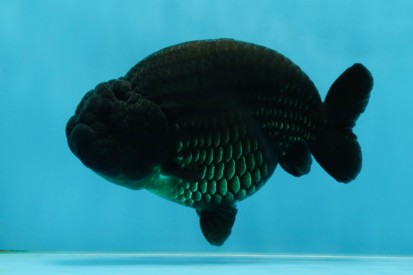 AAA Grade RARE Strong Body Structure Godzilla Black LionQueen 5 inches #051625LC_07